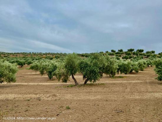 Fincas de Olivos en producción - JAEN