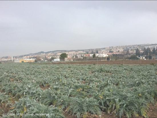 OportUnidad Finca Rústica Pago del Zaidín!!! - GRANADA