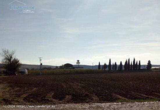 FINCA DE REGADIO EN CORDOBA - CORDOBA