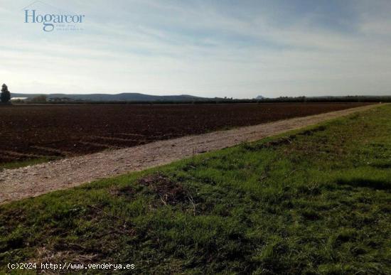 FINCA DE REGADIO EN CORDOBA - CORDOBA