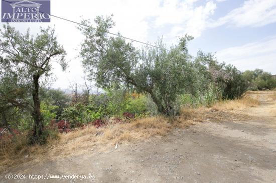 GRAN PARCELA EN HUETOR-SANTILLAN - GRANADA