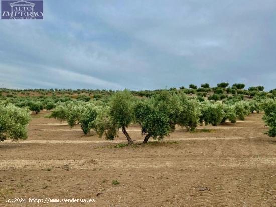 Fincas de Olivos en producción - JAEN