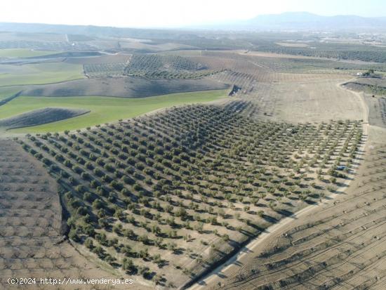  FINCA DE OLIVOS EN LAS GABIAS - GRANADA 