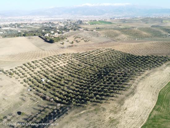 FINCA DE OLIVOS EN LAS GABIAS - GRANADA