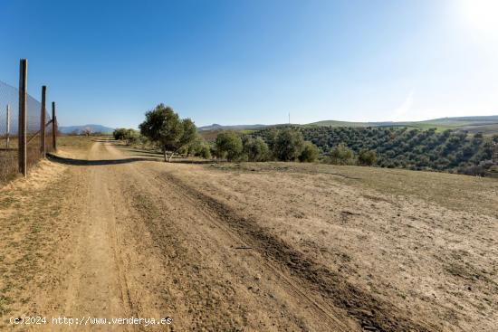 FINCA DE OLIVOS EN LAS GABIAS - GRANADA