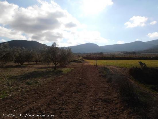 FINCA EN VENTA - ALICANTE