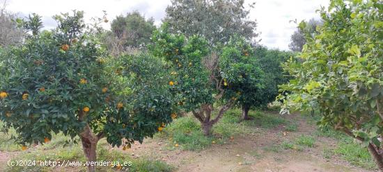  Terreno con caseta - BALEARES 