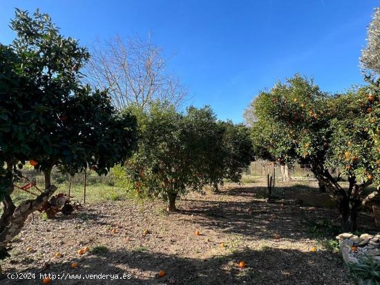 Terreno con caseta - BALEARES