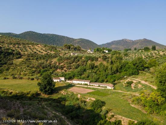 Dehesa zona Sierra Magina en Cambil y Huelma - Jaen - JAEN