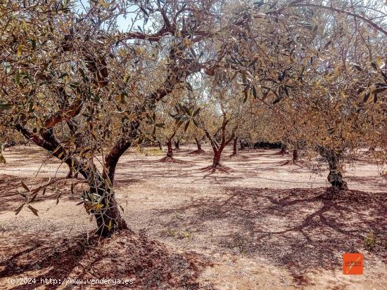 FINCA RUSTICA EN VENTA EN SANTA BARBARA (TARRAGONA) - TARRAGONA