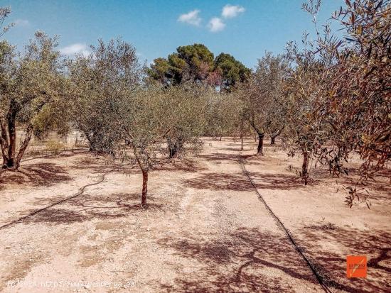 FINCA RUSTICA EN VENTA EN SANTA BARBARA (TARRAGONA) - TARRAGONA