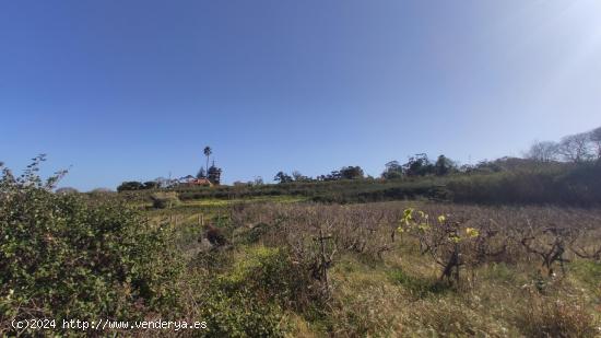 PARCELA AGRICOLA EN TACORONTE - SANTA CRUZ DE TENERIFE