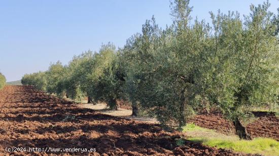 Olivar a pie de carretera - CORDOBA