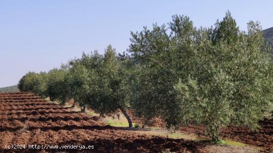 Olivar a pie de carretera - CORDOBA