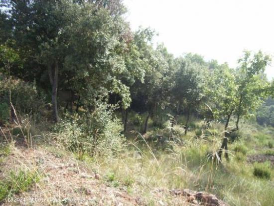  TERRENO EN VENTA Urbanización Pedritxes - Matadepera (Bcn). - BARCELONA 