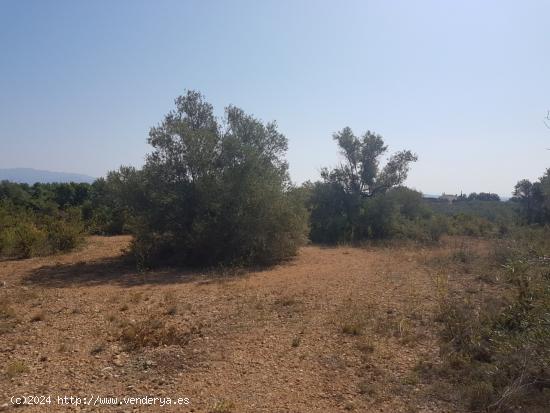 Bonita finca con vistas al mar, ideal para construir una vivienda. - CASTELLON