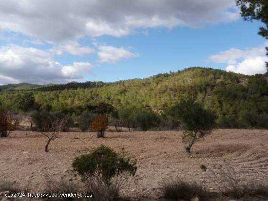 Finca rustica con chalet - MURCIA