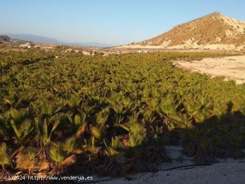  TERRENO con BALSA en Las CHinchillanas – FORTUNA (MURCIA) - MURCIA 