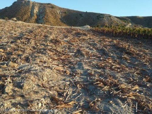 TERRENO con BALSA en Las CHinchillanas – FORTUNA (MURCIA) - MURCIA