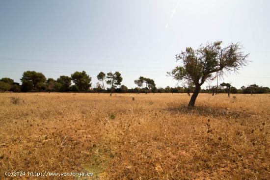 Finca Rustica en Sa Coma - BALEARES