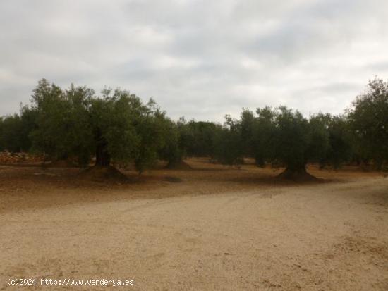 Se Vende en Camarles - TARRAGONA