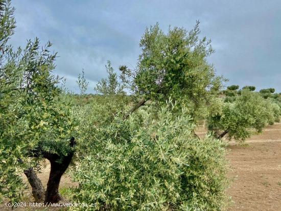 Fincas de Olivos en producción - JAEN