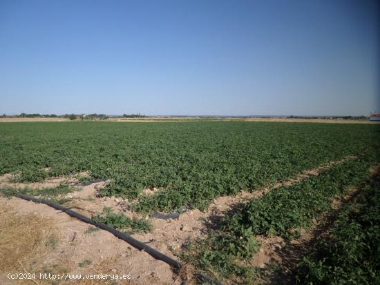 Se Vende en Argamasilla de Alba - CIUDAD REAL