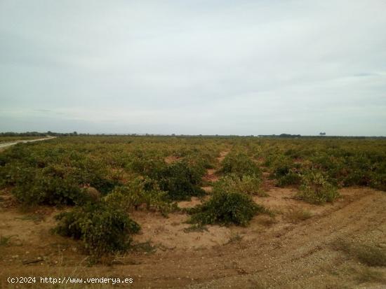 Se venden 2 hectareas de viña de regadio en Socuellamos - CIUDAD REAL