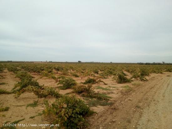 Se venden 7 fanegas de tierra de regadio de consorico junto a la hermita de San Isidro - CUENCA