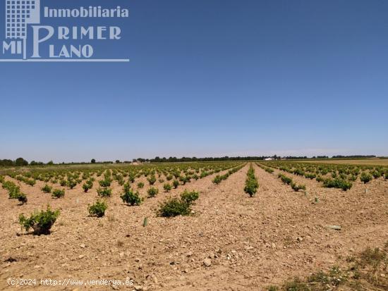 *Terreno en venta 2,5 fanegas de viña de secano en la Alavesa / paraje el Risco* - CIUDAD REAL