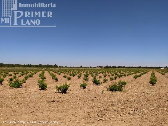 *Terreno en venta 2,5 fanegas de viña de secano en la Alavesa / paraje el Risco* - CIUDAD REAL