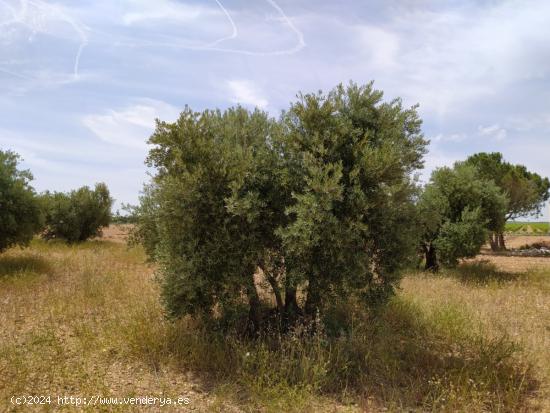 Se vende finca rustica destinada a olivo, la finca cuenta con 31.413 m2 En el paraje Las Peñuelas. 