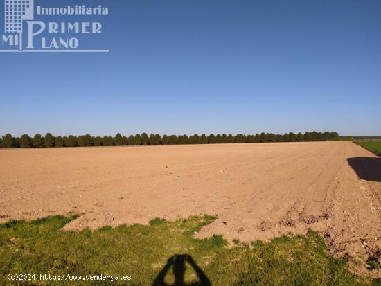 Se venden 13 hectareas de tierra blanca en la zona de la Alavesa - CIUDAD REAL
