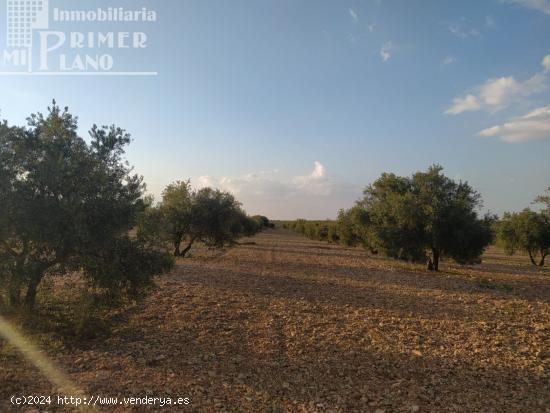 Se vende finca rustica destinada a olivo, la finca cuenta con 36.203 m2 En el paraje La Garza. - CIU