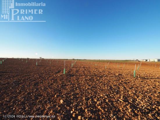  Se venden 4,5 hectareas de tierra de secano con viña baja y almendros en la zona de Galindo - CIUDA 