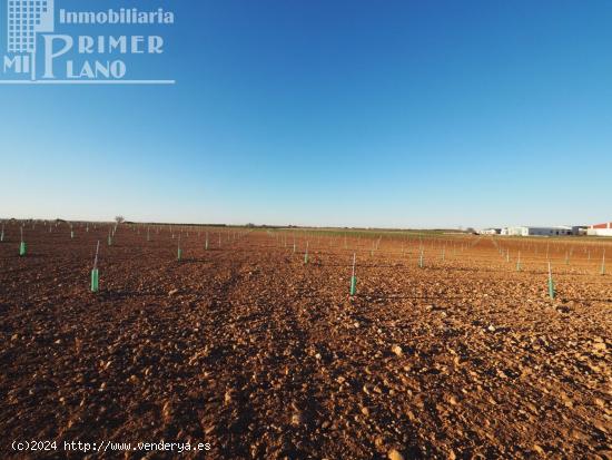 Se venden 4,5 hectareas de tierra de secano con viña baja y almendros en la zona de Galindo - CIUDA