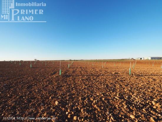 Se venden 4,5 hectareas de tierra de secano con viña baja y almendros en la zona de Galindo - CIUDA