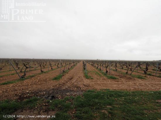 Se venden 8 hectareas de viña de emparrado con agua de pozo - CIUDAD REAL