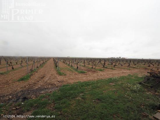 Se venden 8 hectareas de viña de emparrado con agua de pozo - CIUDAD REAL