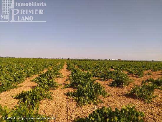  Se venden 2,7 hectareas de viña airen en la zona de Puente Castilla - CIUDAD REAL 