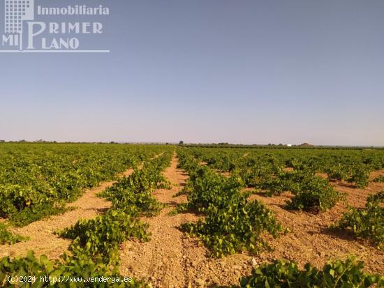 Se venden 2,7 hectareas de viña airen en la zona de Puente Castilla - CIUDAD REAL