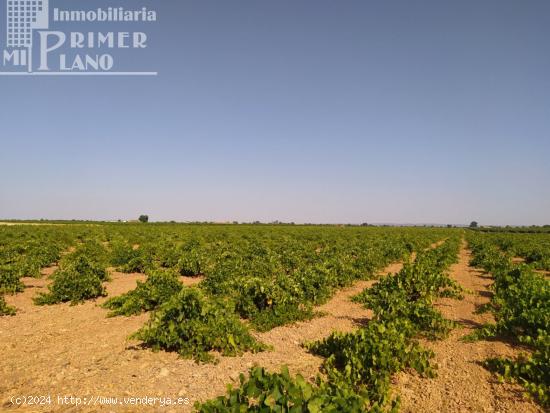 Se venden 2,7 hectareas de viña airen en la zona de Puente Castilla - CIUDAD REAL