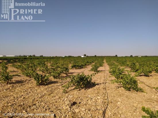 Se venden 2,1 hectareas de viña de regadio de la variedad tempranillo junto a Tomelloso - CIUDAD RE