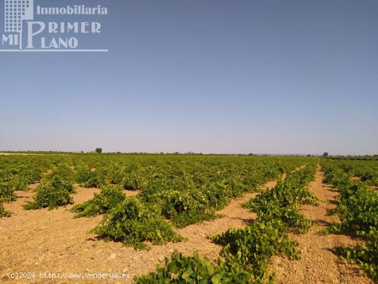 *Se vende 1 fanega de viña de secano de la variedad tempranillo en el paraje en Risco* - CIUDAD REA