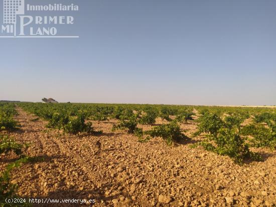 *Se vende 1 fanega de viña de secano de la variedad tempranillo en el paraje en Risco* - CIUDAD REA