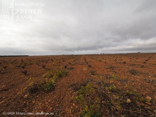 Se vende 13,3 hectareas de viña airen TODO DECLARADO DE AGUA con nave de 140m2 - CIUDAD REAL