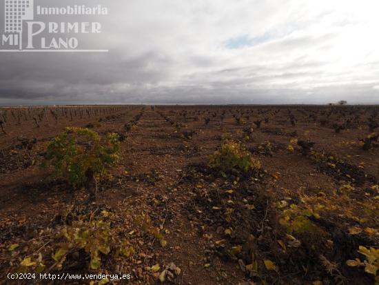 Se vende 13,3 hectareas de viña airen TODO DECLARADO DE AGUA con nave de 140m2 - CIUDAD REAL