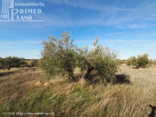 Se vende finca rustica destinada a olivo, la finca cuenta con 64.344. m2 Junto a carretera de la Oss