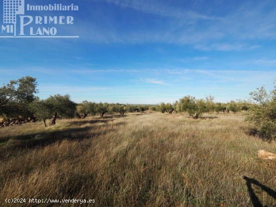 Se vende finca rustica destinada a olivo, la finca cuenta con 64.344. m2 Junto a carretera de la Oss