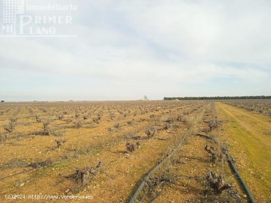 Se venden 7,4 hectareas de viña airen de regadio con pozo de aguas privadas - CIUDAD REAL